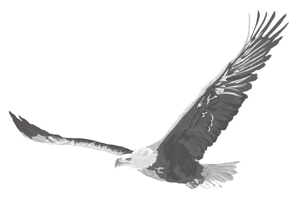 eagle-2.jpg